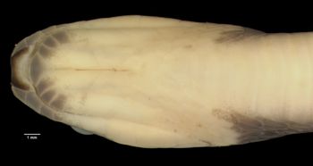 Media type: image;   Herpetology R-182216